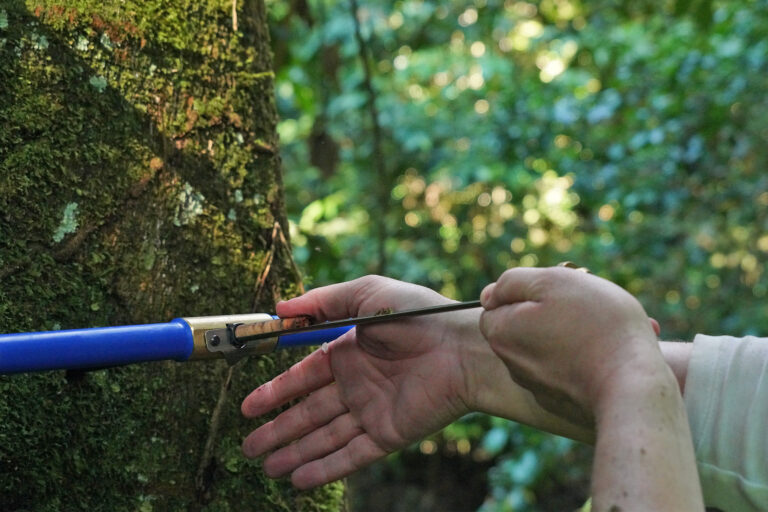 World Forest ID collects samples from around the world and uses chemical and genetic profiling techniques to create a database that classifies timber and other plants based on their location of origin.