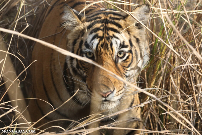 Banner image of a Ranthambore tiger by Rhett A. Butler/Mongabay.