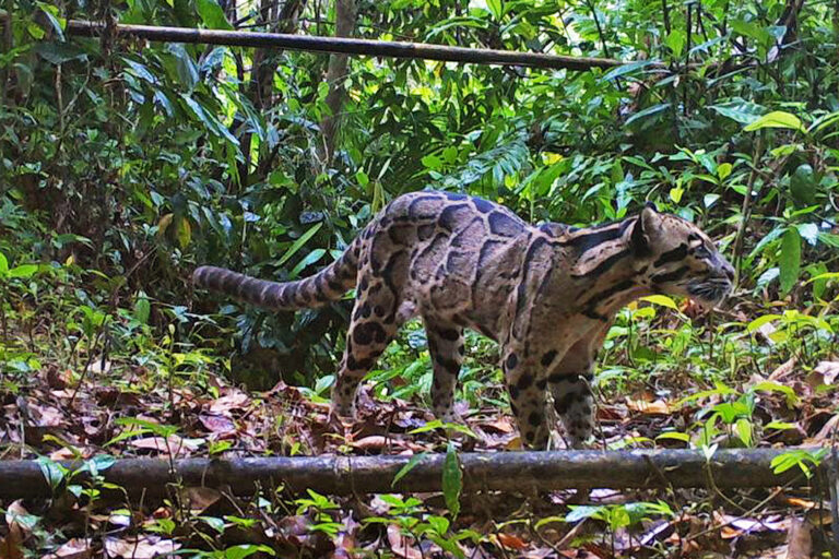 The clouded leopard researchers caught on a camera trap while studying other wildlife.