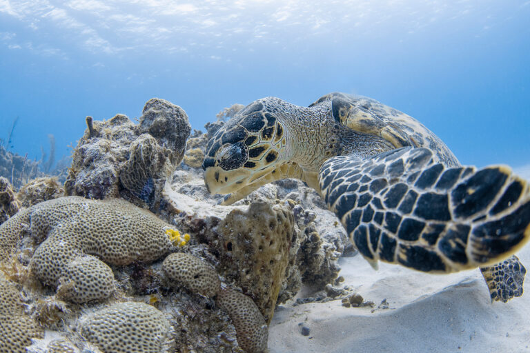 A hawksbill sea turtle in Grand Cayman, part of the Mesoamerican Reef.