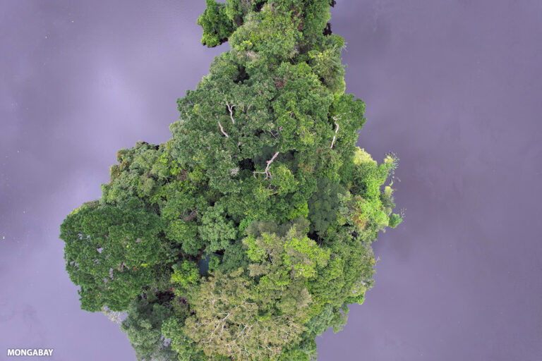 Rainforest in Gabon surrounded by Ivindo River.