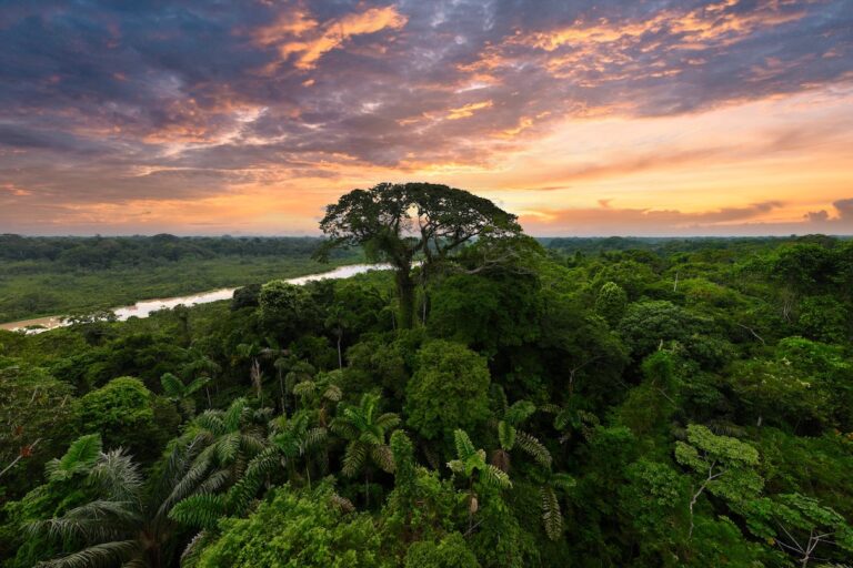 Emergent rainforest tree in the Amazon. Photo by Rhett Ayers Butler for Mongabay.