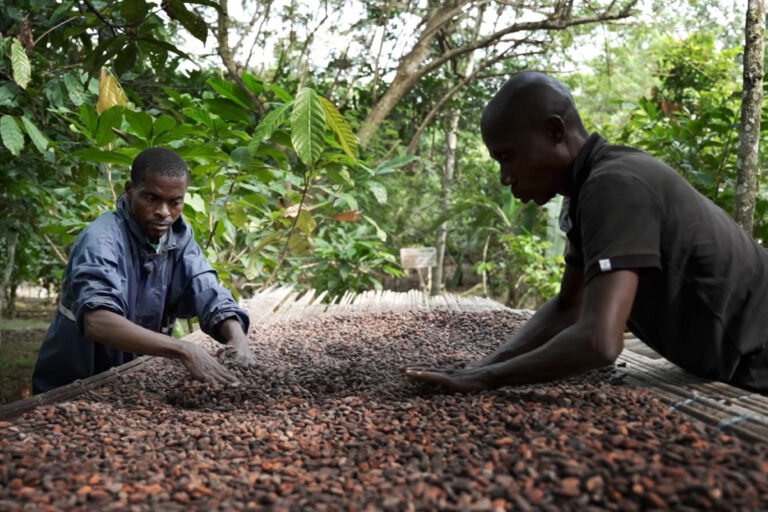 Tech helps Ivorian cacao meet EU new regulations