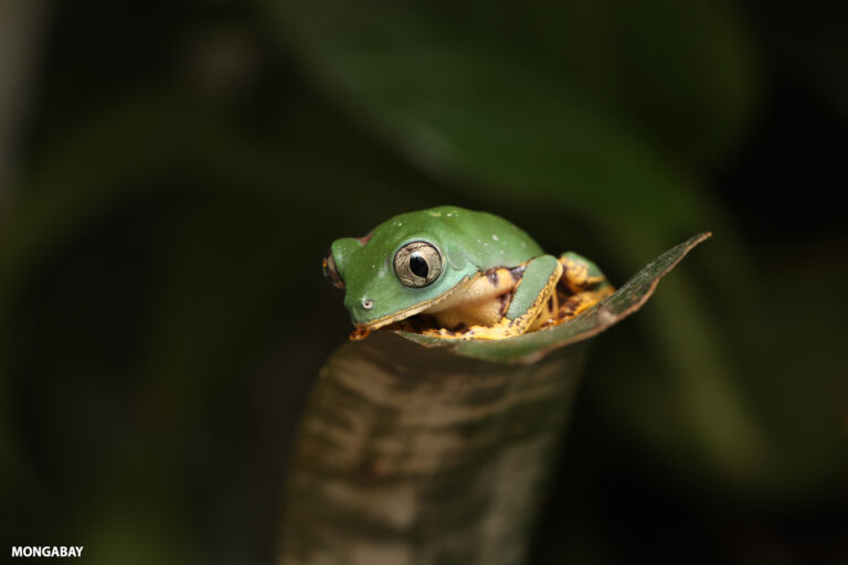 A tiger-legged monkey tree frog