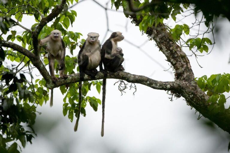 Three Tonkin snub nosed monkeys on a tree branch