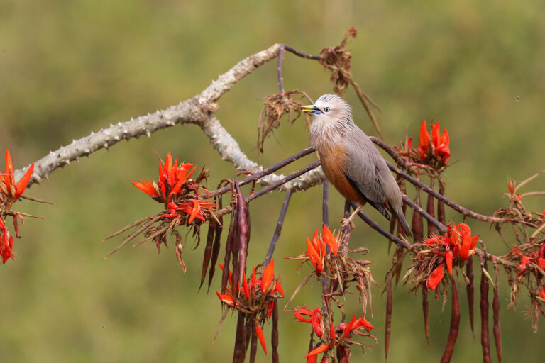 A chestnut-tailed starling in Bangladesh.