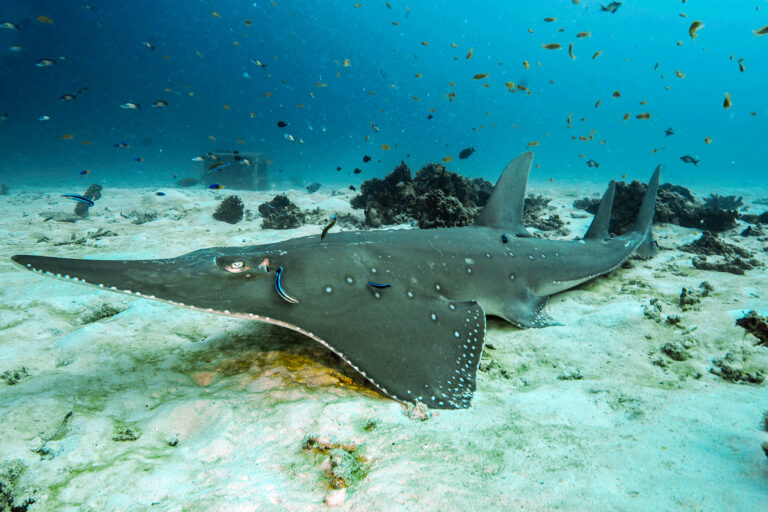 A bottlenose wedgefish (Rhynchobatus australiae).