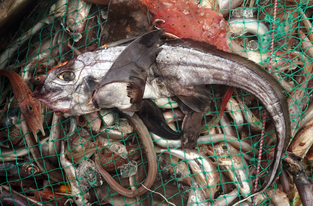 A silver chimaera (Chimaera phantasma) caught as a bycatch. 