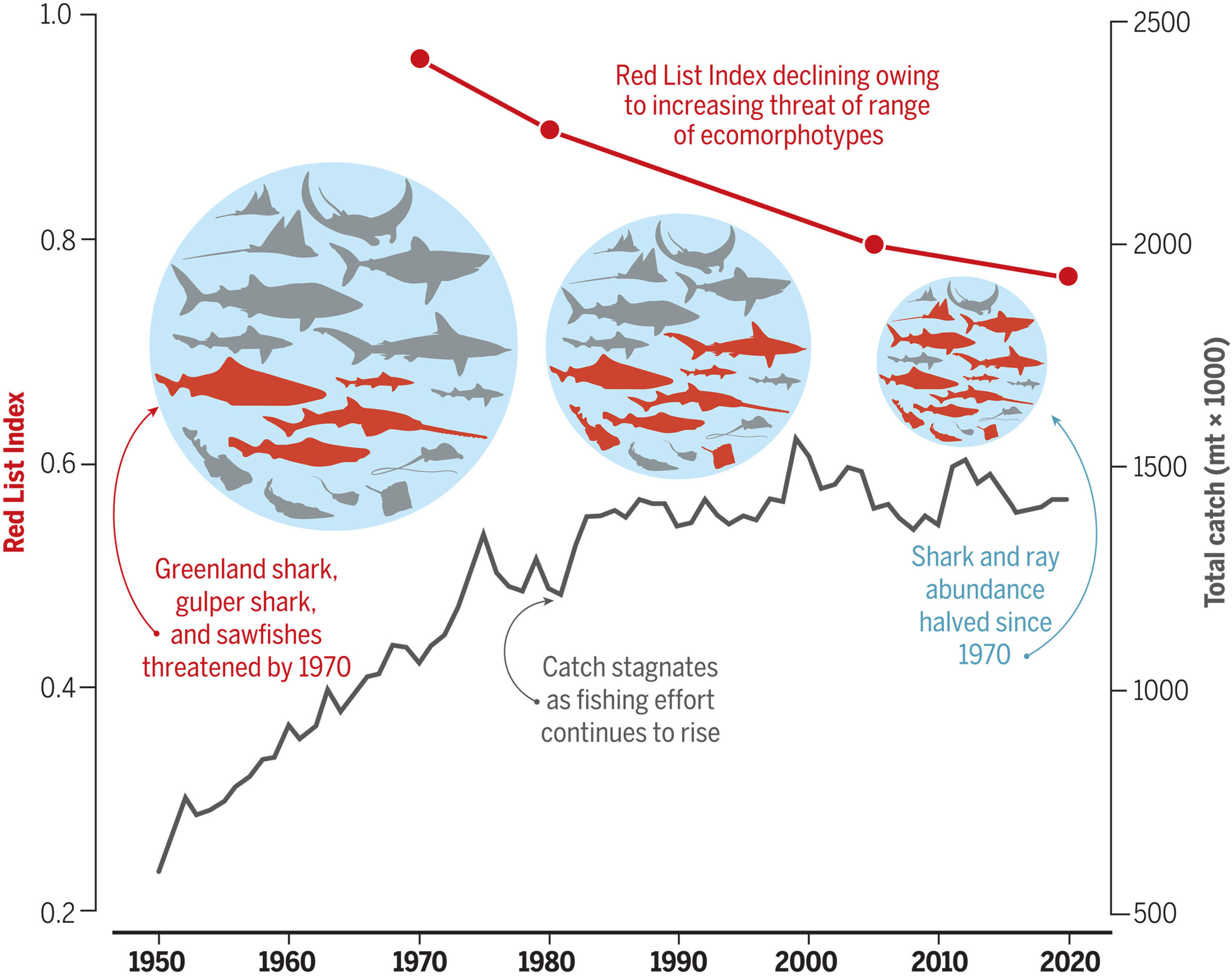 The decline in global shark and ray Red List Index since 1970, along with the decline in global catch. 