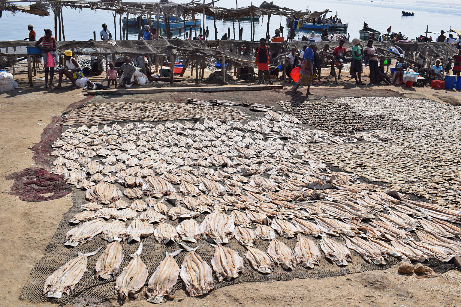 Sharks processed by small-scale fisheries. In some developing nations, more than 80% of fishers' income depends on shark and ray fisheries.