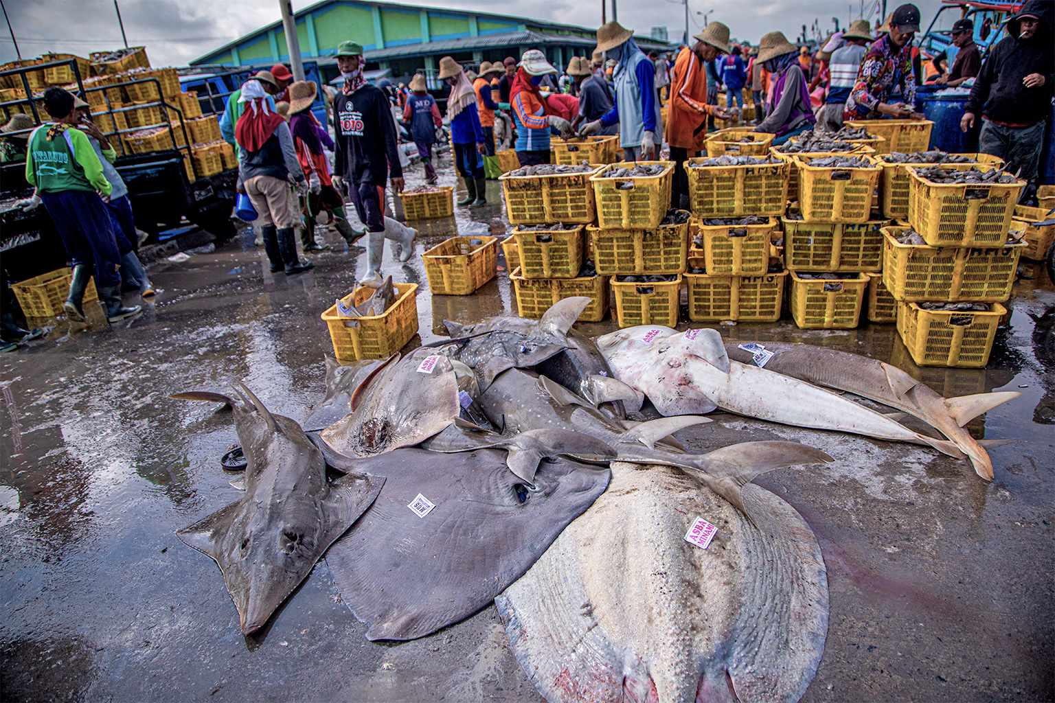 Various species of rays and rhinorays at a fish market in Indonesia, which tops the list of largest shark-fishing countries in the world.