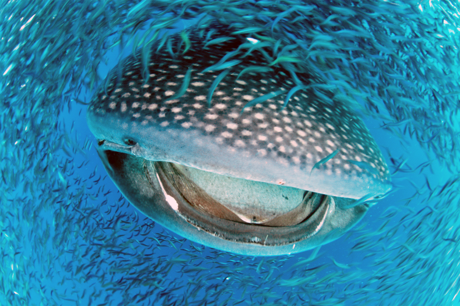 A whale shark among a school of fish. 