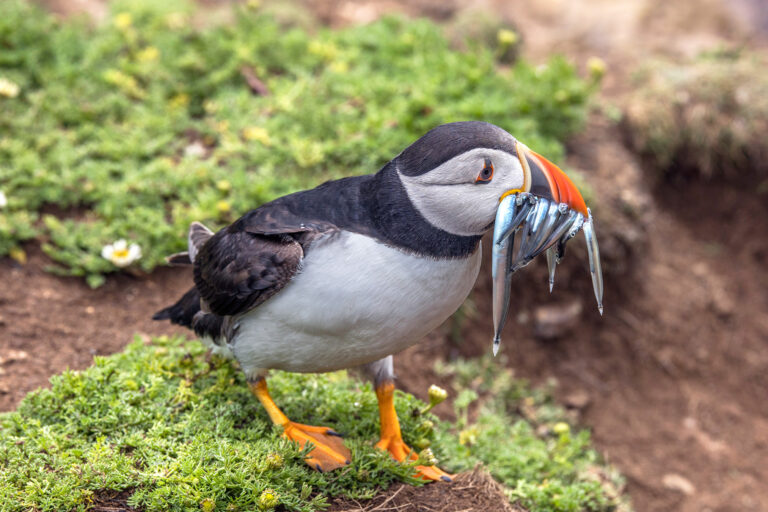 An Atlantic puffin (Fratercula arctica) on Skomer Island, Pembrokeshire, Wales.