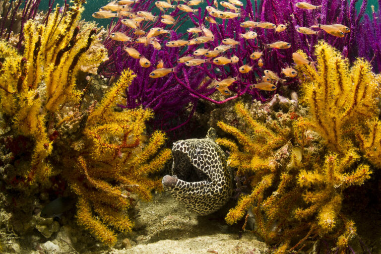 A moray eel in the coral reefs of the Daymaniyat Islands, Oman.