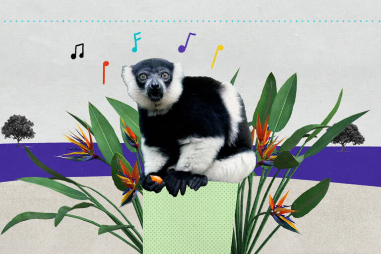 What singing lemurs can tell us about the origin of music