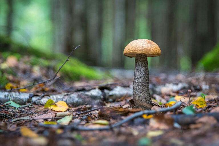 A mushroom on the forest floor.