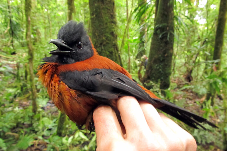 A Hooded Pitohui (Pitohui dichrous) from Papua New Guinea.