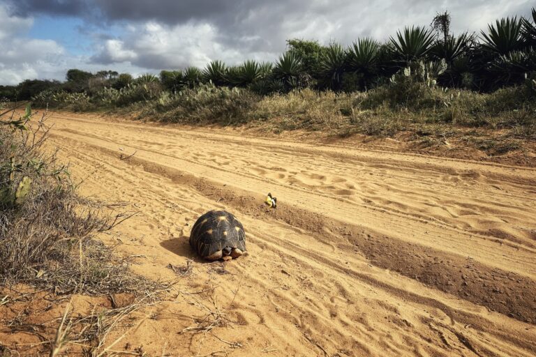 radiated tortoise