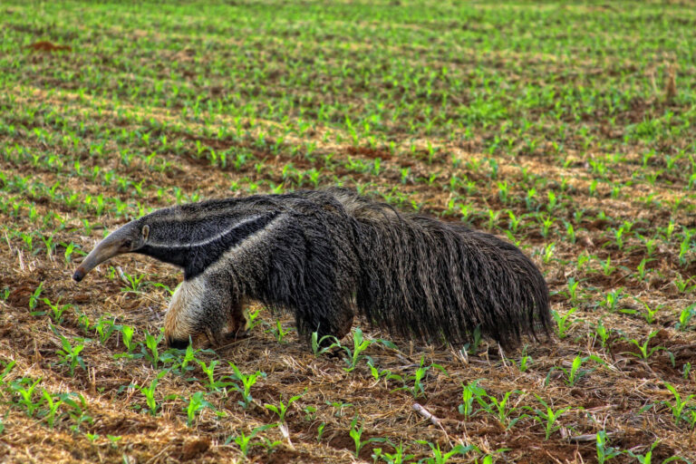 A giant anteater in an agricultural land in the Cerrado.