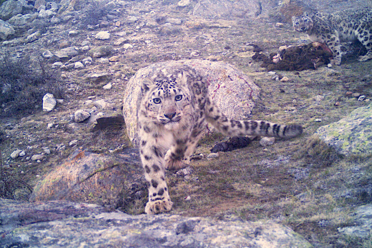 Camera trap image of snow leopards feeding on a domestic yak in Limi Valley, northwestern Nepal. Photo: Himalayan Wolves Project.