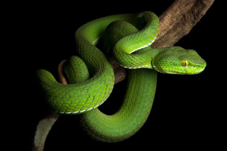 A Trimeresurus cardamomesis photographed in Cambodia’s Samlout Multiple Use Area.