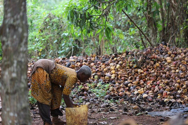 New study assesses threat to wildlife from cacao expansion in Congo Basin