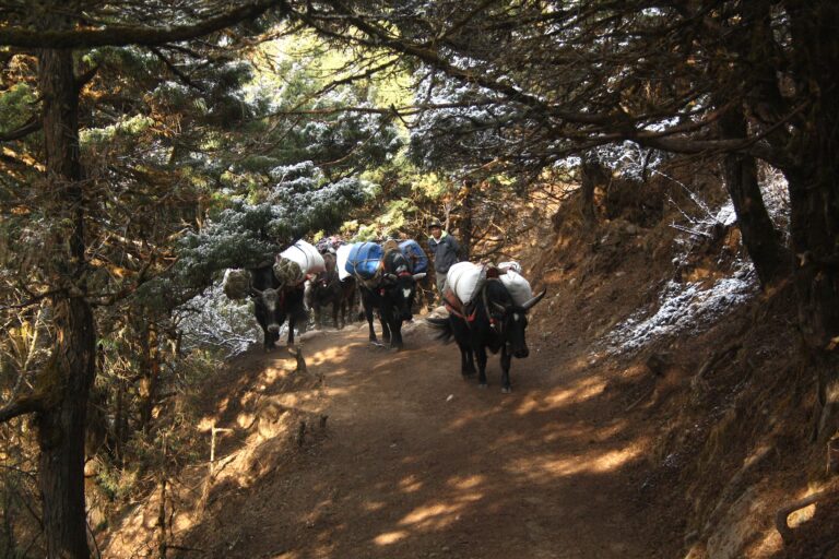 Domesticated yaks ferry essential supplies on the Sagarmatha trekking trail. Image by Shashwat Pant.