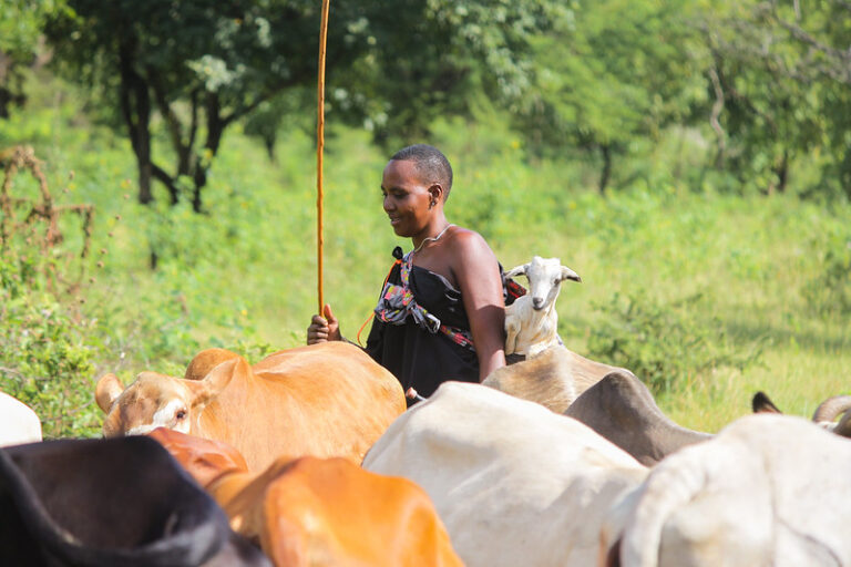 Maasai herder in Morogoro, not far from Ruaha National Park. Image by Shengena Killel/IFRI via Flickr (CC BY-NC-ND 2.0).