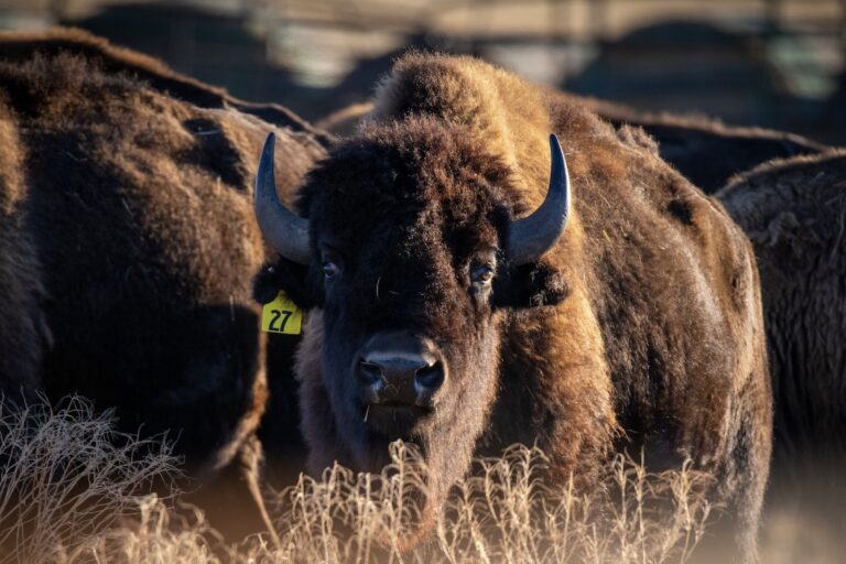 Plains Bison in the Background at the Wolakota Bison Release, Rosebud-Sioux Reservation, South Dakota, 10/30/2020