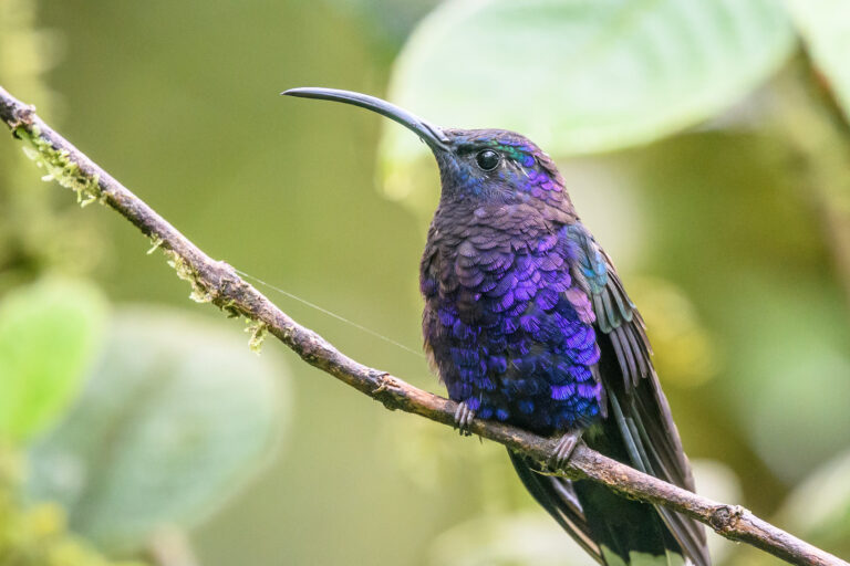 The Campylopterus hemileucurus, or violet sabrewing hummingbird, is a pollinating bird found in the Sierra Tecuani protected area. Image by Becky Matsubara via Flickr (CC BY 2.0).