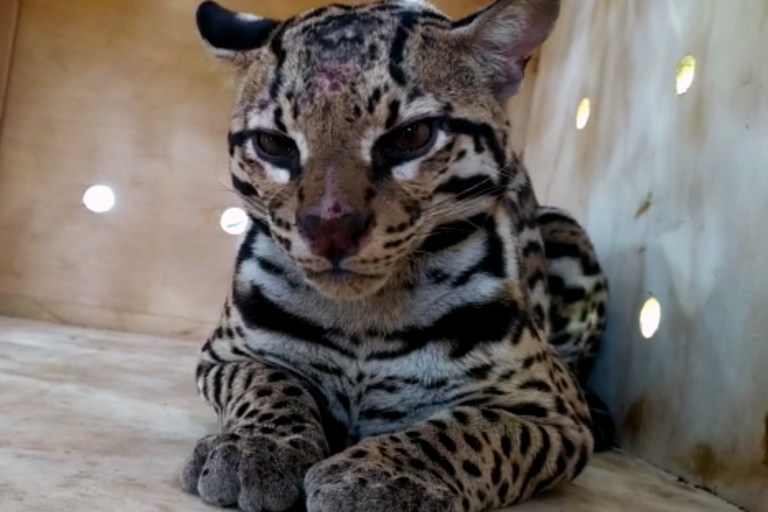 Ocelote (Leopardus pardalis) capturado con jaula trampa en la vereda Palmarito de Cúcuta, en noviembre de 2020. El ejemplar fue liberado en zona boscosa del Catatumbo. Foto: Corponor.