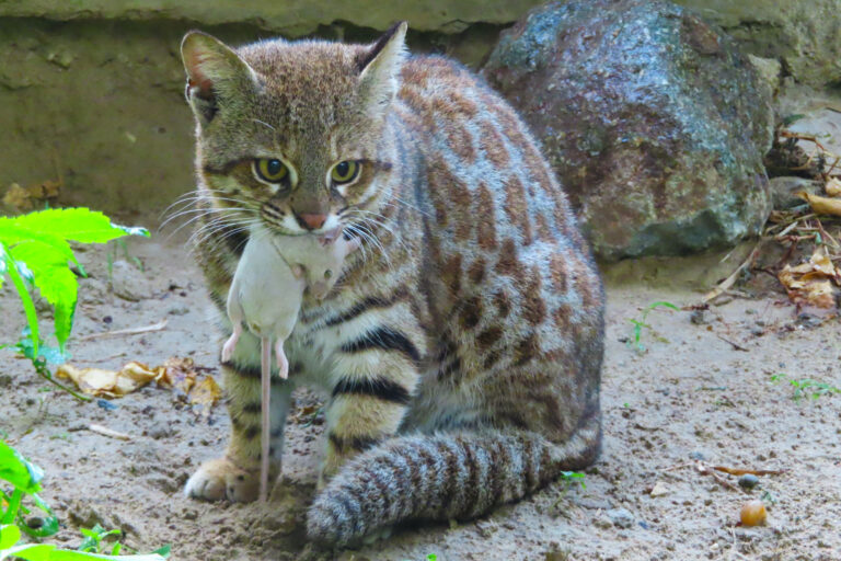 Gato de las pampas con un roedor fotografiado por Jhonatan Caledonio. Foto: cortesía Pampa’s Cat Working Group.