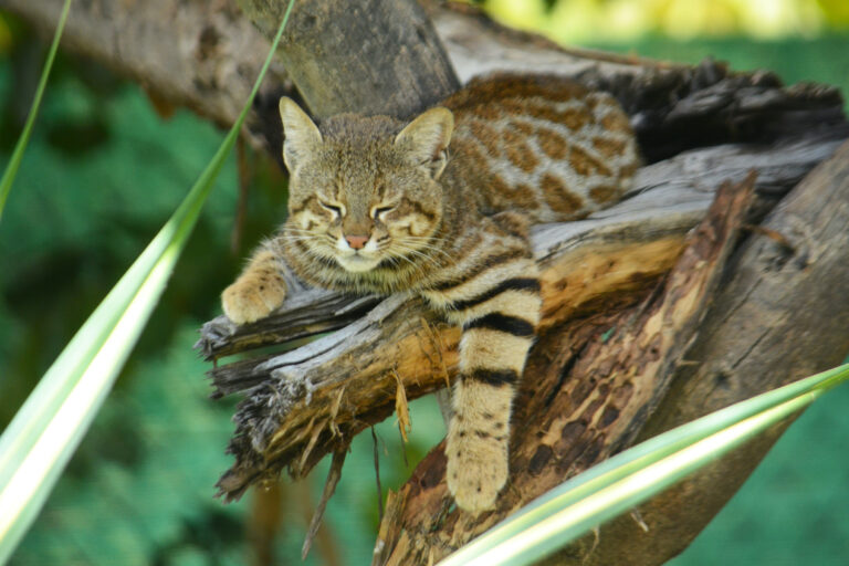 Leopardus garleppi descansando sobre un árbol. Foto: Álvaro García, uno de los coordinadores del Pampa’s Cat Working Group.