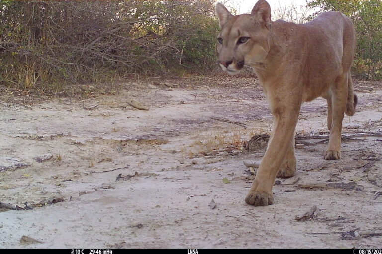 La cámara trampa capta un primer plano de un león americano aparentemente de edad juvenil. Foto: Guyra Paraguay/CCCI/Jeffrey J Thompson/Marianela Velilla/Juan Campos Krauer.