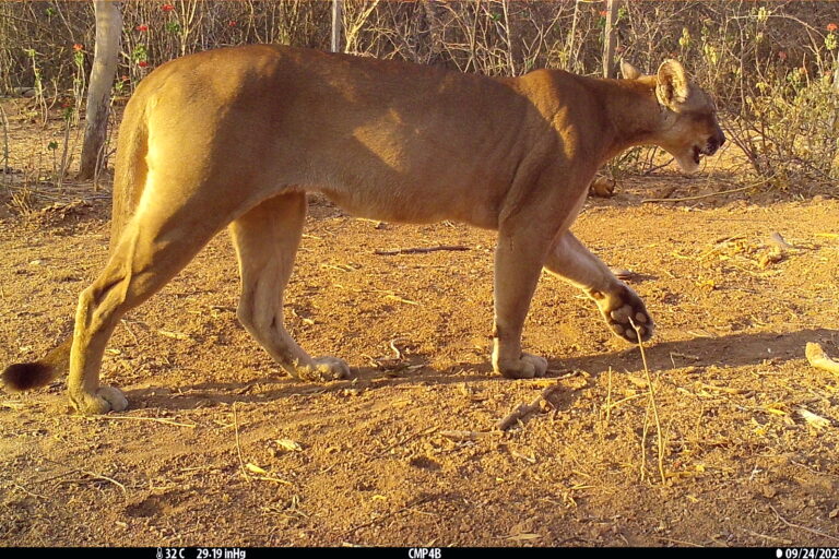 Un ejemplar de puma atraviesa un claro del bosque en el parque nacional Defensores del Chaco. Foto: Guyra Paraguay/CCCI/Jeffrey J Thompson/Marianela Velilla/Juan Campos Krauer.