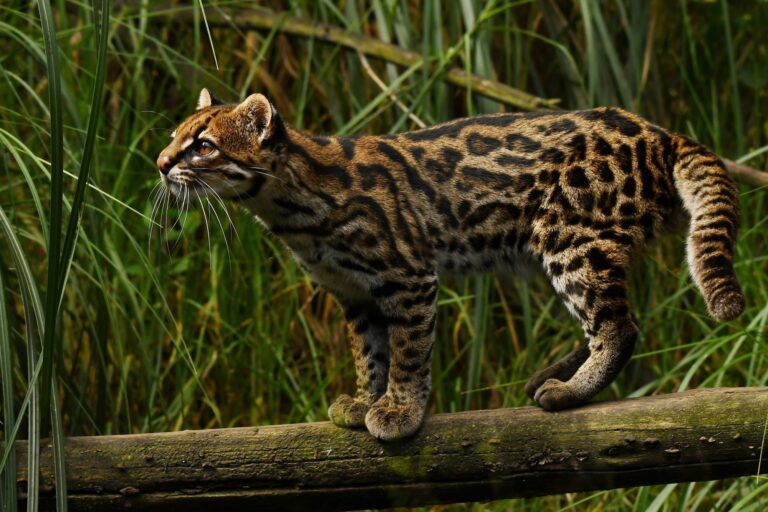 La oncilla vive en los bosques nublados de los Andes tropicales. Foto: Johannes Pfleiderer.