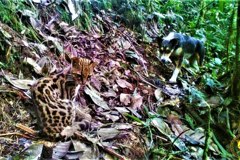 Cámara trampa registra cómo un perro pasa cerca de una oncilla. El félido es sensible al ataque del cánido y a la transmisión de enfermedades. Foto: Andean Tiger Cat Conservation Project.