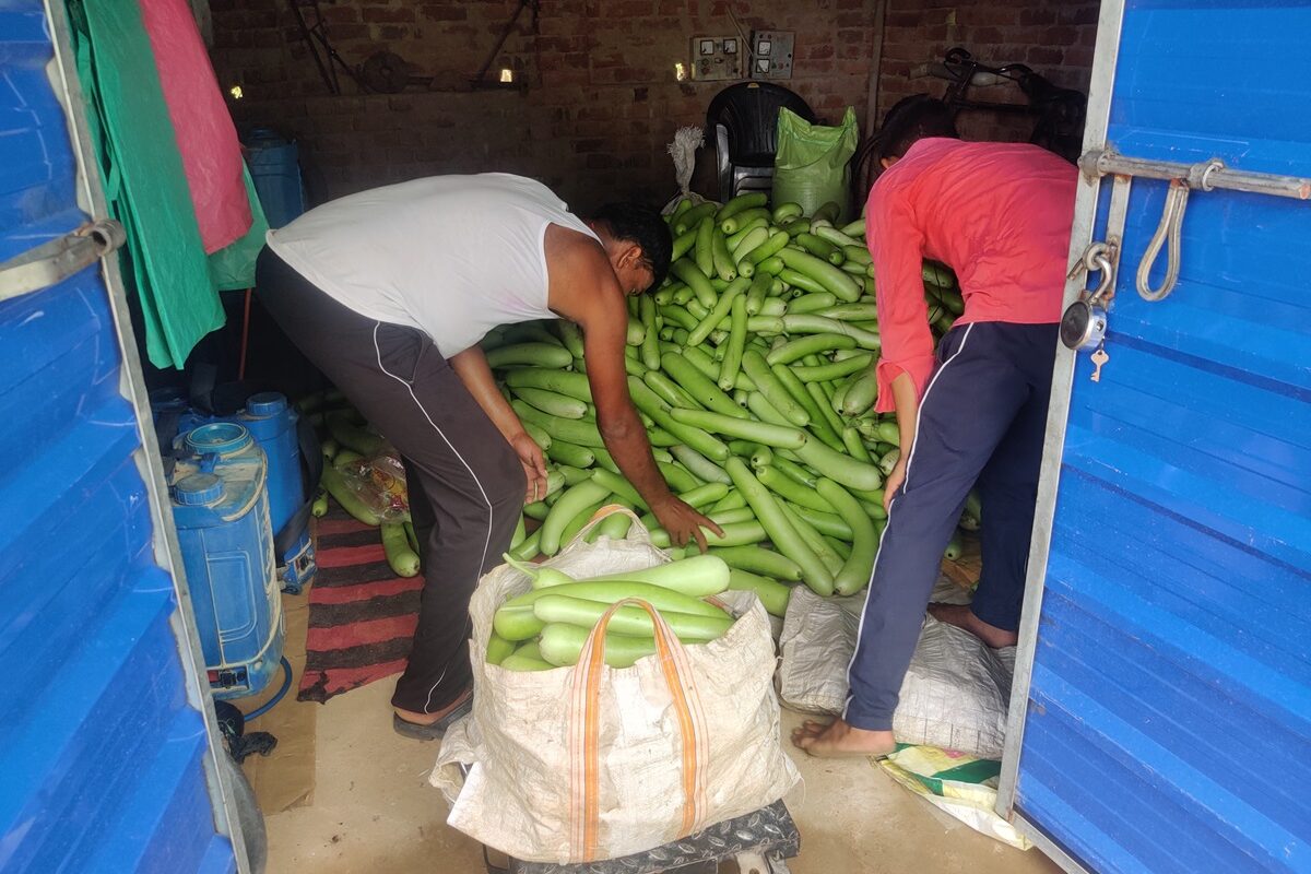 Bottle gourds from Mahto’s farm being prepared for market dispatch. Image by Vishal Kumar Jain.