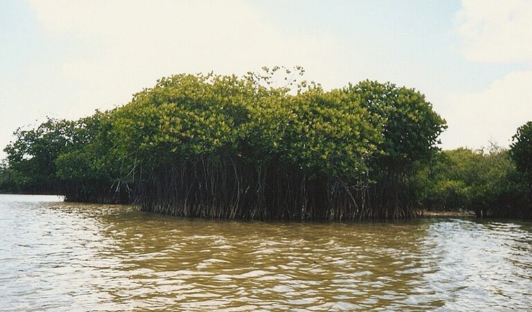 Mangrove forest at Pichavaram, Tamil Nadu. India’s mangrove cover has declined overall, with significant losses in Gujarat and the Andaman & Nicobar Islands. Image by B Balaji via Wikimedia Commons (CC-Zero).