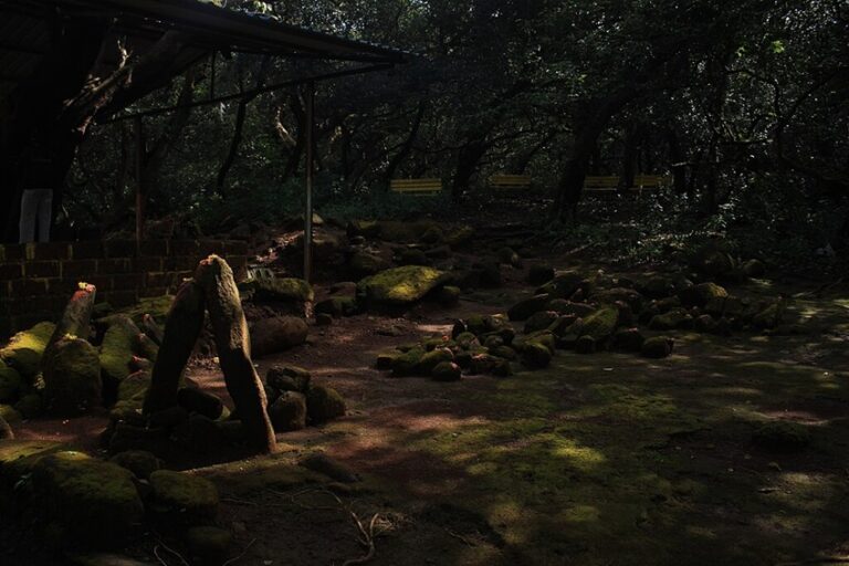 Durgawadi Sacred Grove in Ambe Hatvij, Junnar, Pune, situated on the edge of the Western Ghats. The Western Ghats Eco-Sensitive Areas have lost 58.22 sq. km of forest cover over the past decade. Image by Nikhil More via Wikimedia Commons (CC-BY-SA-4.0).