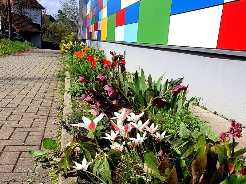 Zwei Gruppen kümmern sich am Gymnasium Herkenrath um die Natur