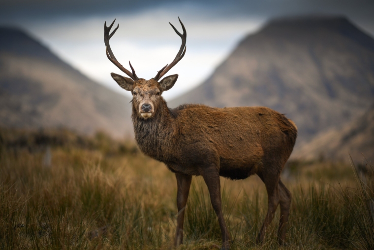 GLEN ETIVE, SCOTLAND - JANUARY 04: A deer grazes in the Highlands on January 4, 2019 in Glen Etive, Scotland. Britain???s largest wild animal, The Red Deer, roam on open moorlands around the country during the summer and move to lower ground into forests and wood for shelter during the harsh Scottish winters. (Photo by Jeff J Mitchell/Getty Images)