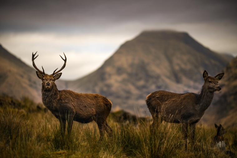 GLEN ETIVE, SCOTLAND - JANUARY 04: Deer graze in the Highlands on January 4, 2019 in Glen Etive, Scotland. Britain???s largest wild animal, The Red Deer, roam on open moorlands around the country during the summer and move to lower ground into forests and wood for shelter during the harsh Scottish winters. (Photo by Jeff J Mitchell/Getty Images)