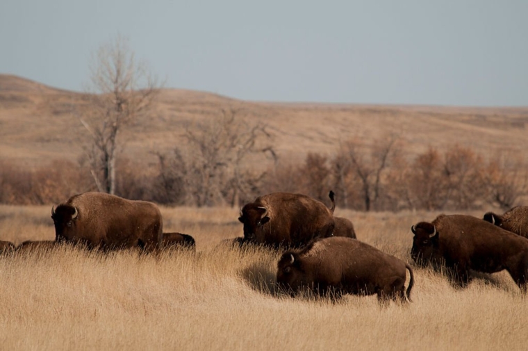 The 123,000 acre American Prairie Reserve south of Malta in northern Montana is an intact grass and sage steppe prairie ecosystem. There are 215 buffalo on the reserve with the numbers growing with spring calves. 71 pure bison calves from Canada were reintroduced into the buffalo herd on the American Prairie Reserve on March 8th, 2012. (Photo by William Campbell/Corbis via Getty Images)