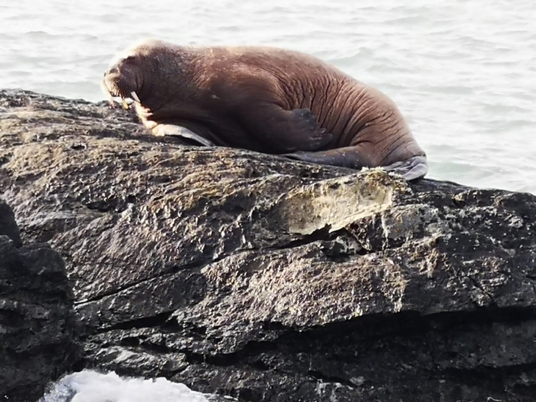 Undated handout photo of the walrus that was spotted by five year old Muireann Houlihan along the coast of Valentia Island, Co Kerry, believed to have drifted over to Ireland from the Arctic. Issue date: Monday March 15, 2021. PA Photo. See PA story SOCIAL Walrus. Photo credit should read: Alan Houlihan/PA Wire NOTE TO EDITORS: This handout photo may only be used in for editorial reporting purposes for the contemporaneous illustration of events, things or the people in the image or facts mentioned in the caption. Reuse of the picture may require further permission from the copyright holder.