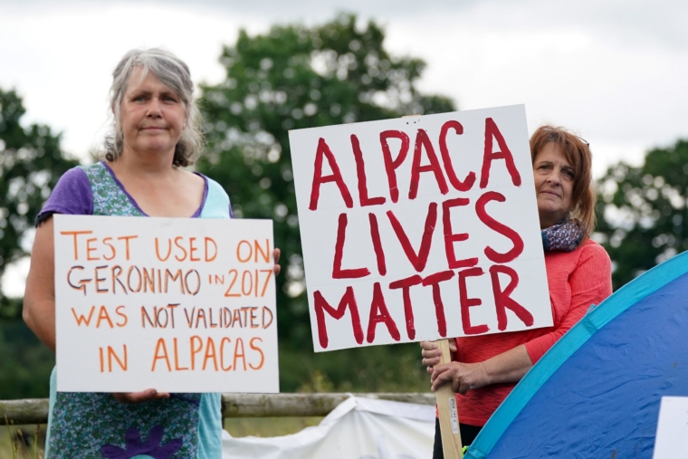 Supporters of Geronimo the alpaca at Shepherds Close Farm in Wooton Under Edge, Gloucestershire