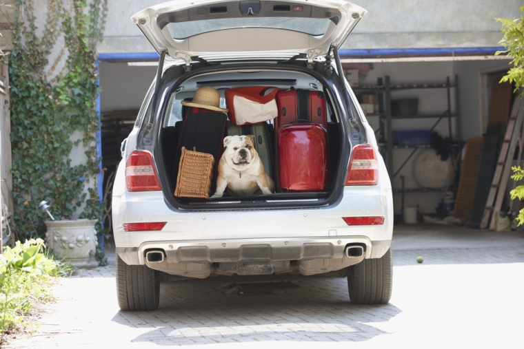 dog car driving eu post brexit