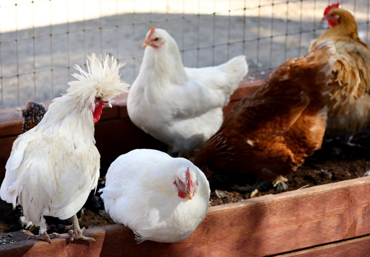 ACTON, CALIFORNIA - OCTOBER 05: Rescued chickens including David Bowie (L) gather in an aviary at Farm Sanctuary???s Southern California Sanctuary on October 5, 2022 in Acton, California. A wave of the highly pathogenic H5N1 avian flu has now entered Southern California as the fall bird migration sets in, raising concerns for wild birds and poultry farms in the region. Farm Sanctuary is home to rescued chickens, turkeys, cows, pigs and other farm animals. (Photo by Mario Tama/Getty Images)