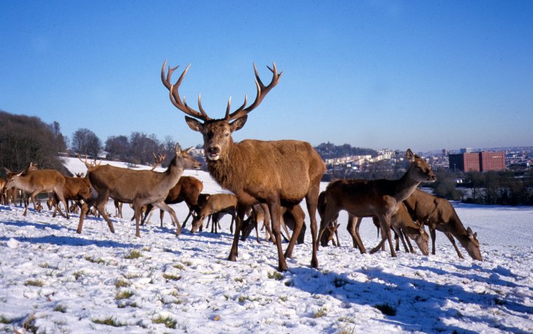 Deer on the Ashton Court Estate (Photo: Visit Bristol)