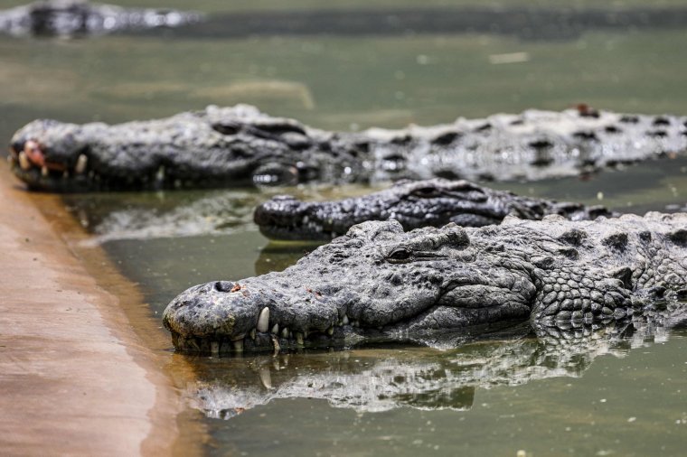 Crocodiles gather close to the edge of the water at the Dubai Crocodile Park in Dubai on April 17, 2023. (Photo by Giuseppe CACACE / AFP) (Photo by GIUSEPPE CACACE/AFP via Getty Images)